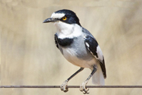 Lanioturdus torquatus